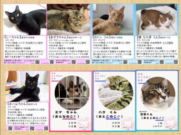 保護猫里親会のご案内  泉南動物病院