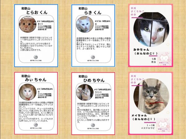 保護猫里親会のご案内 泉南動物病院